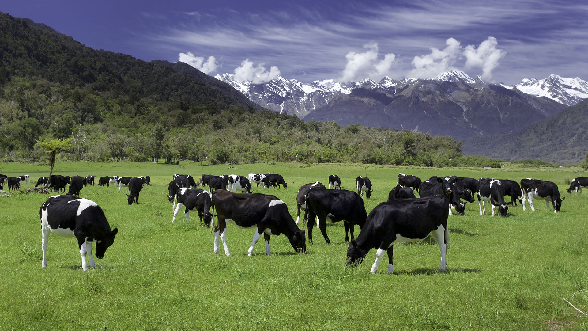 dairy farm cows