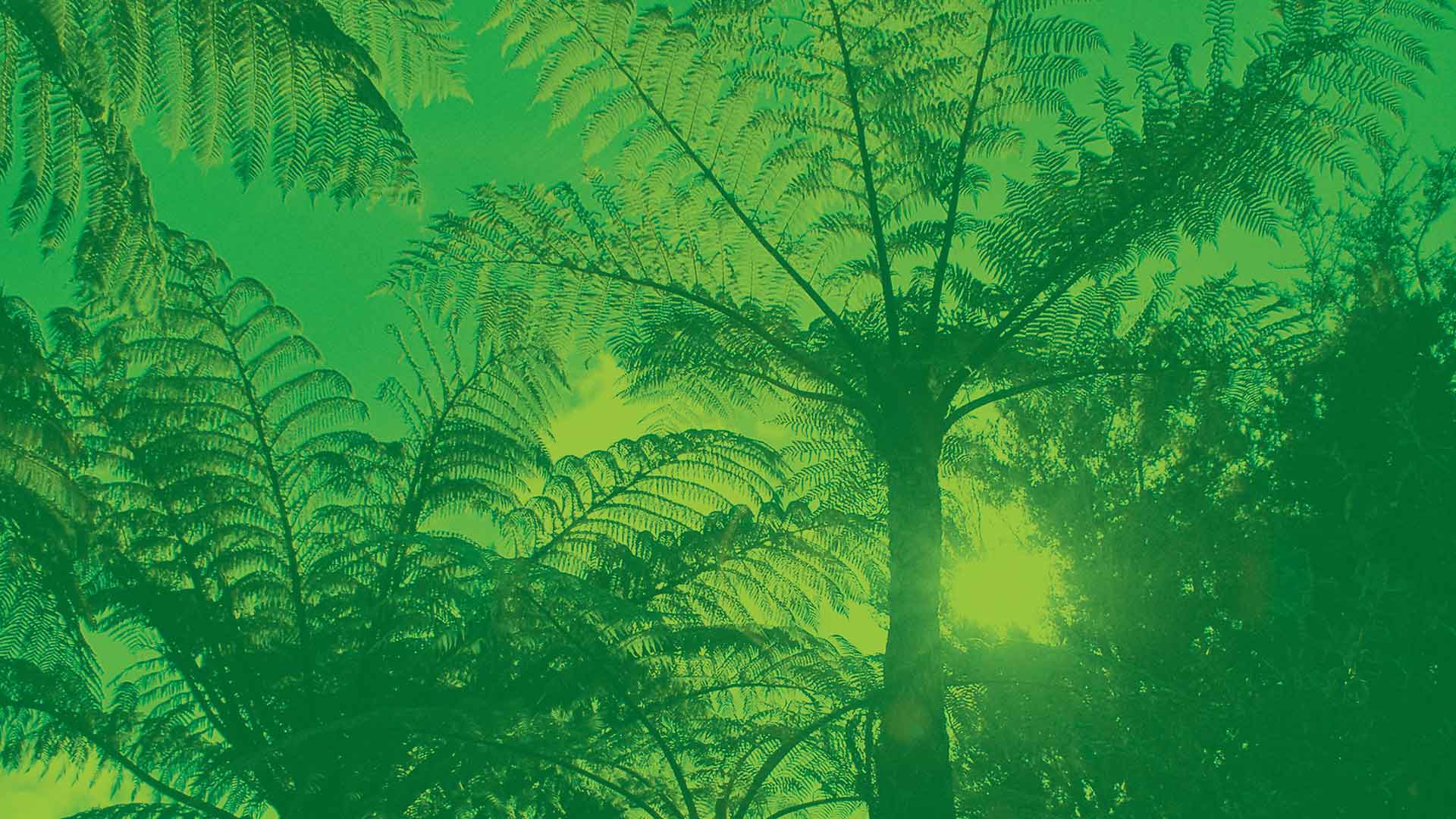 kauri tree