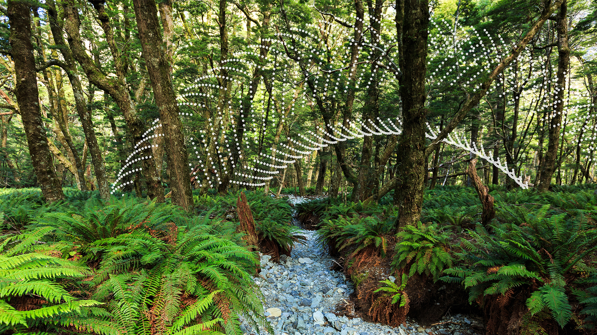 new zealand green forest 