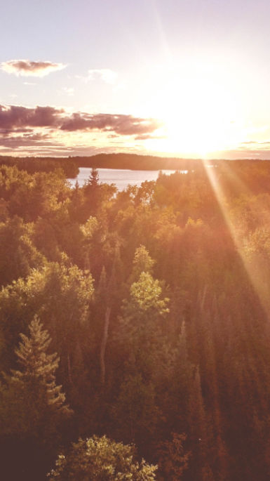 Forest sunrise 