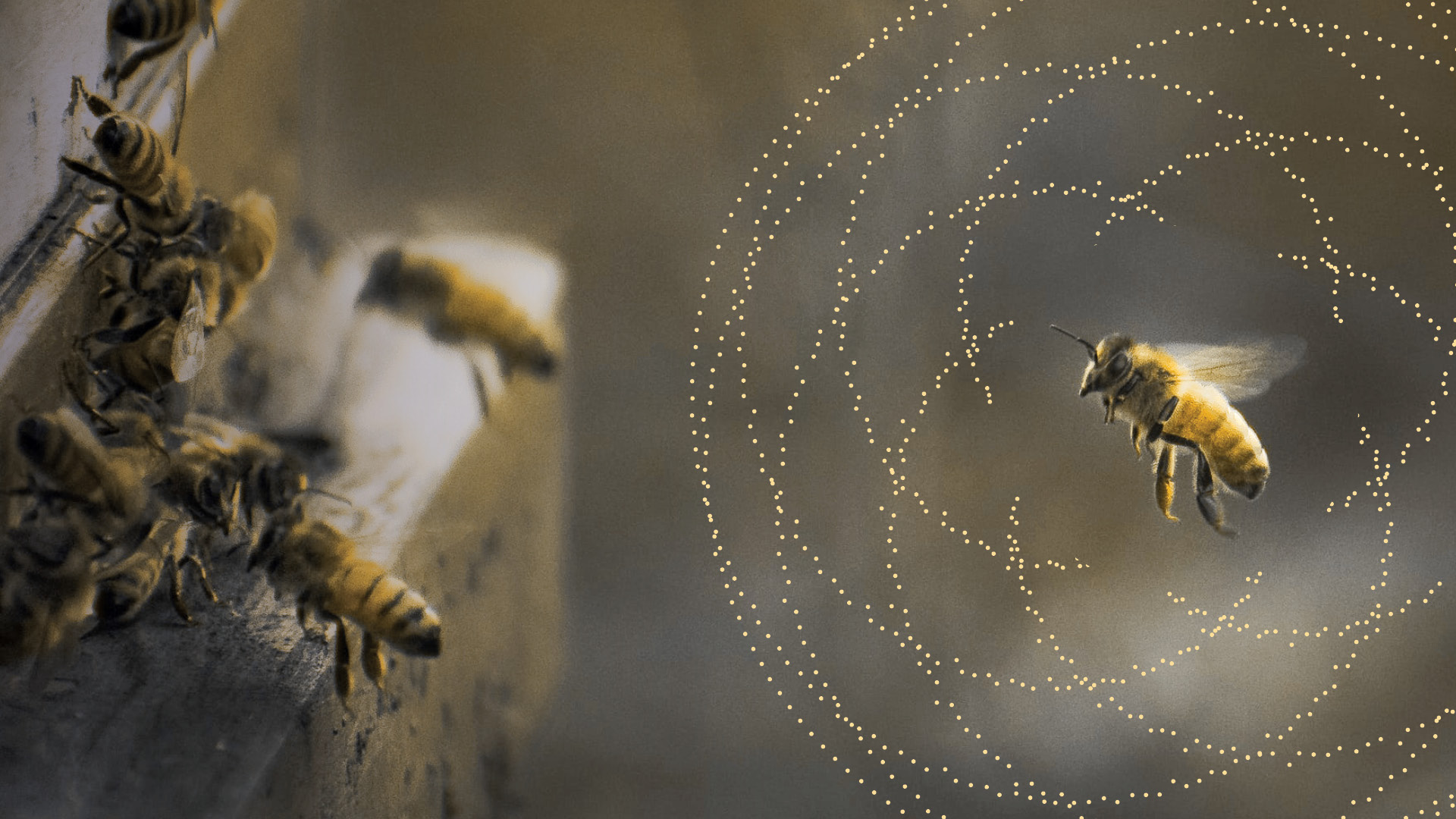 bees farming honey 