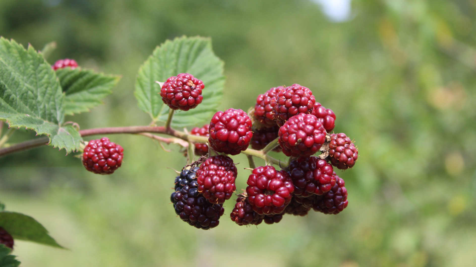 bunch of red berries 