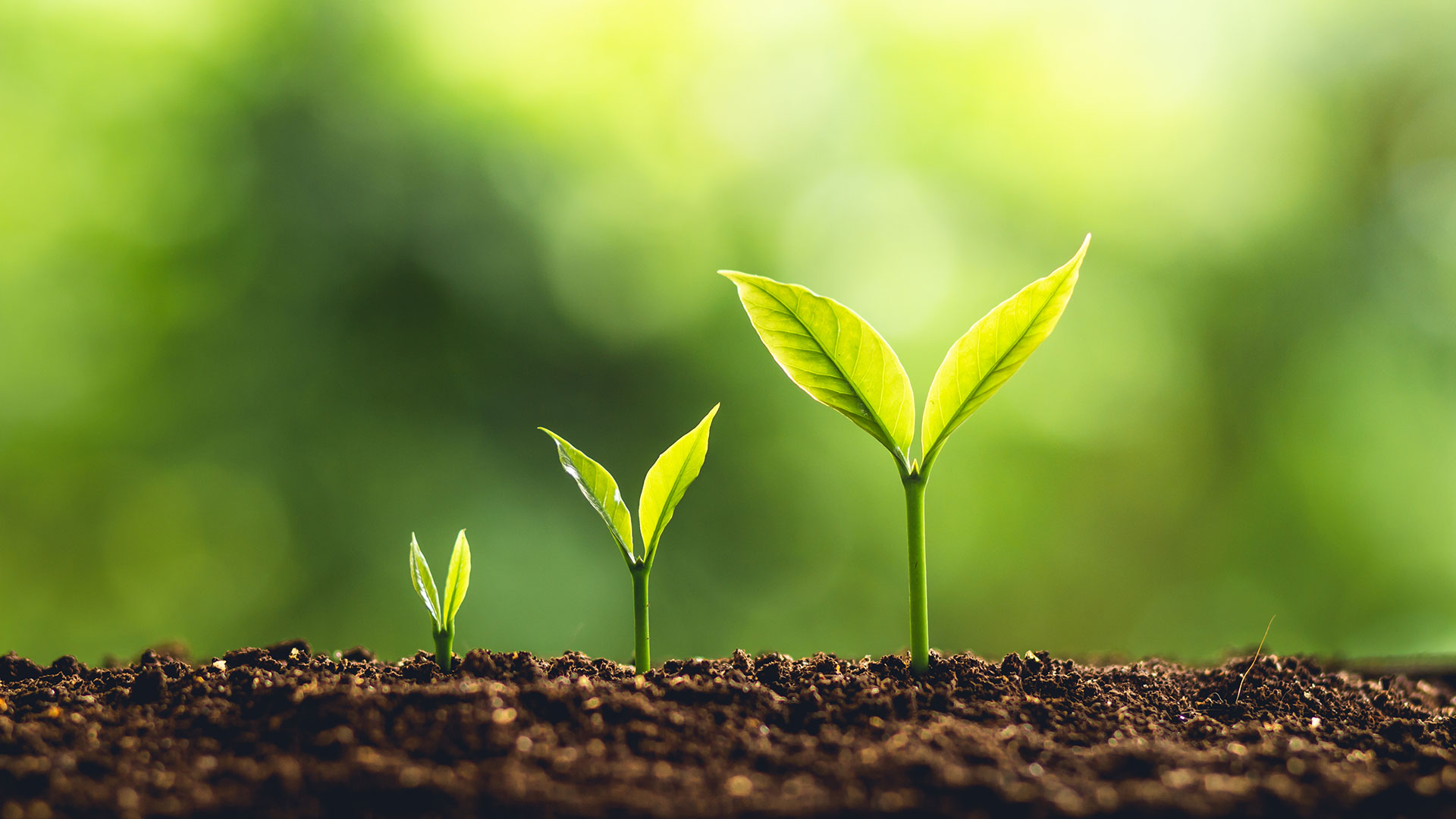 green shoots in soil