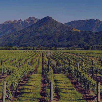 Blenhim Vineyard 