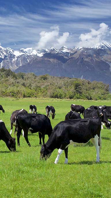 dairy farm with cows